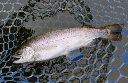 意外と難しい ～岡崎トラウトポンド～